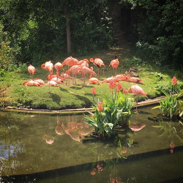 Flamants roses - Zoo de Toronto