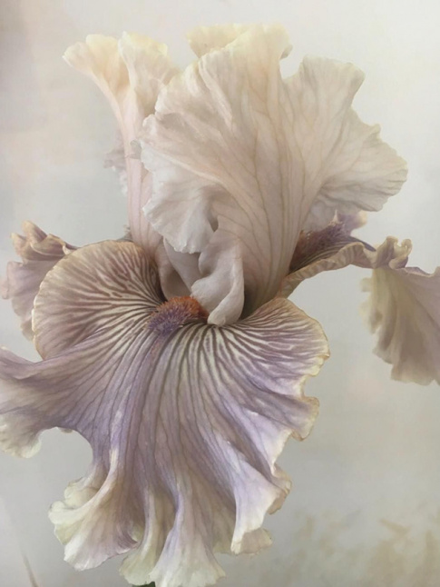 Quand la nature se fait plus folle que la plus raffine des robes couture...