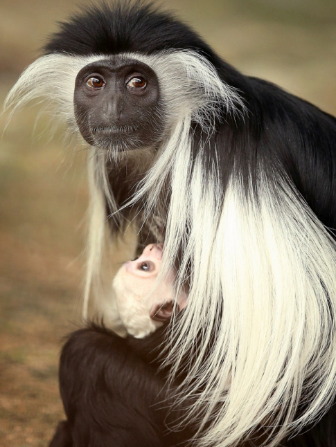 Assumer sa couleur de cheveux impose par le confinement... tout un art !