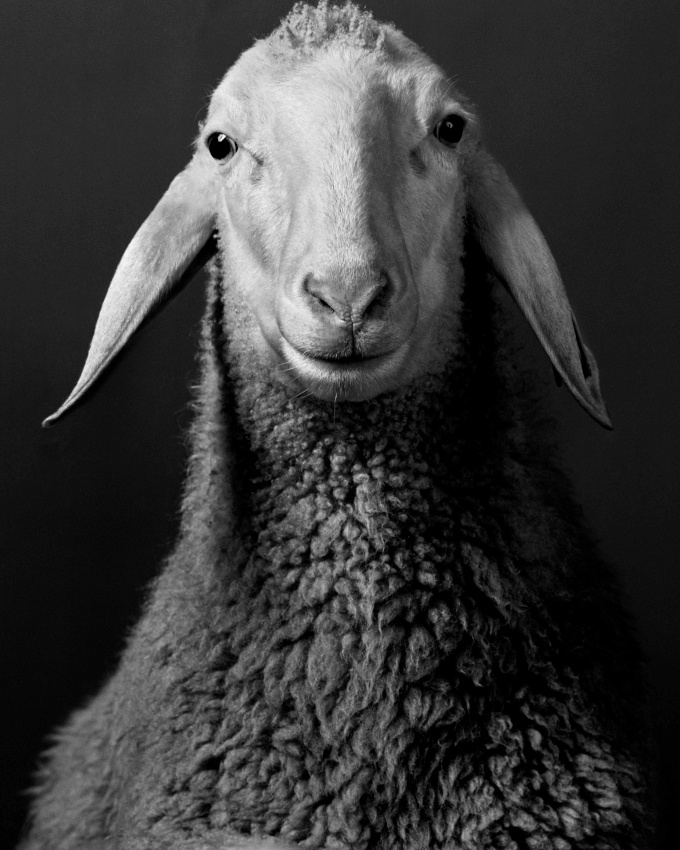 Prendre la pose... tout un art !